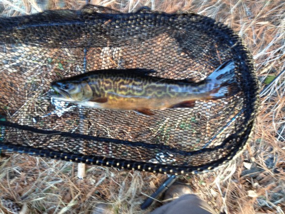 Photo of Tiger Trout Caught by C with Mepps Aglia & Dressed Aglia in Manitoba