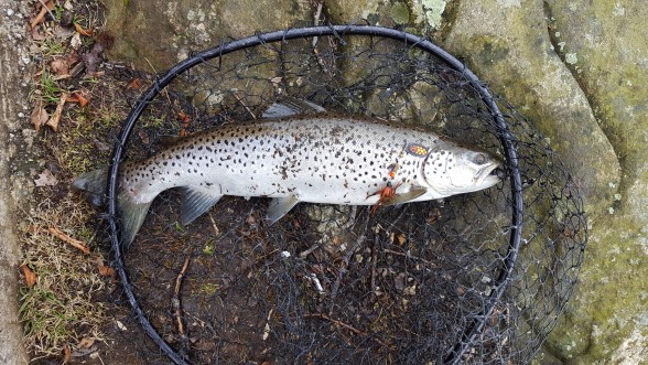 Photo of Trout Caught by John  with Mepps Aglia & Dressed Aglia in United States