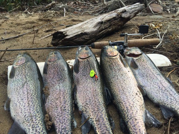 Photo of Trout Caught by Beau with Mepps Aglia & Dressed Aglia in West Virginia