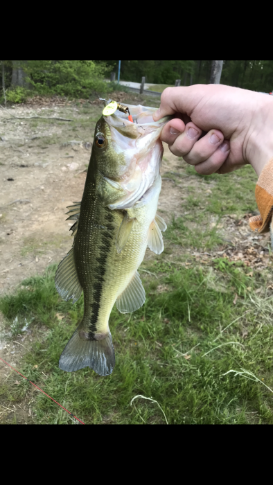 Photo of Bass Caught by Eugene with Mepps Aglia & Dressed Aglia in Maryland