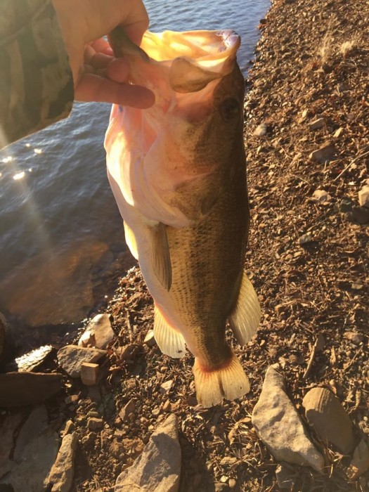 Photo of Bass Caught by Rusty with Mepps Aglia & Dressed Aglia in Kentucky