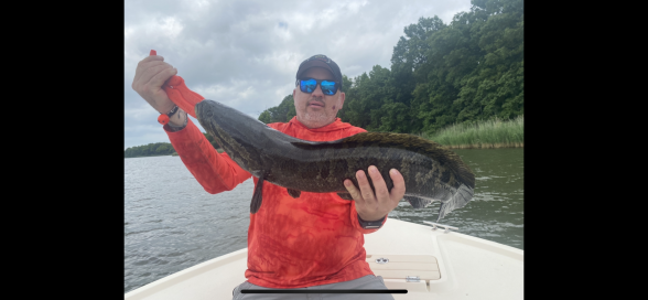 Photo of Snakehead Caught by Kevin with Mepps Aglia & Dressed Aglia in Maryland