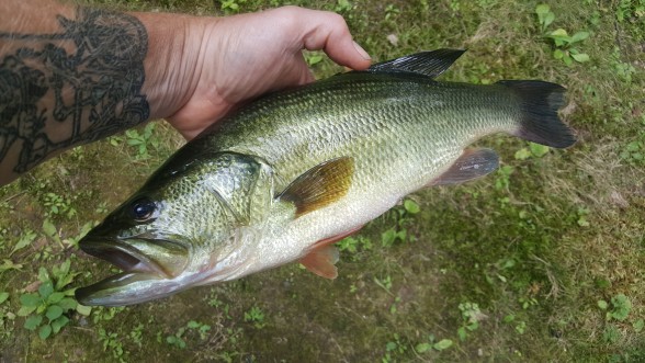Photo of Bass Caught by Jon with Mepps Spin Flies in Pennsylvania