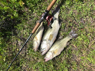 Photo of Bass Caught by Jerry with Mepps Black Fury in Oklahoma