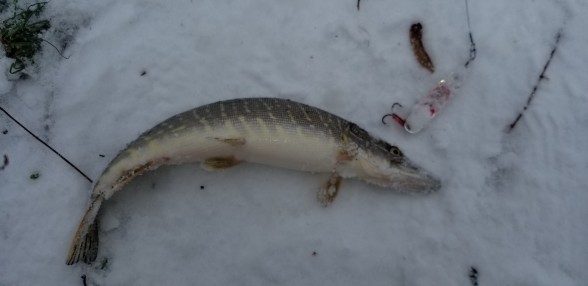 Photo of Pike Caught by Vitaliy with Mepps Syclops in Ukraine