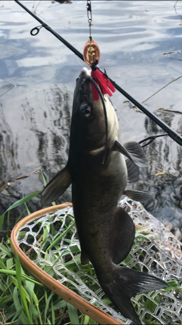 Photo of Catfish Caught by Jacob with Mepps Aglia & Dressed Aglia in Illinois