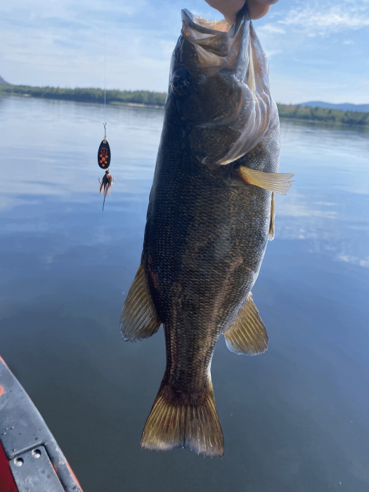 Photo of Bass Caught by David with Mepps Black Fury in Maine