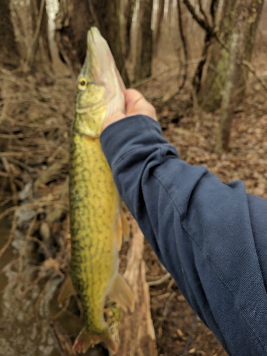 Photo of Pickerel Caught by Len with Mepps Aglia Tandem in Maryland