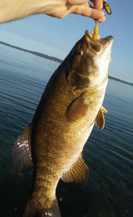 Photo of Bass Caught by Brad with Mepps Black Fury in Michigan