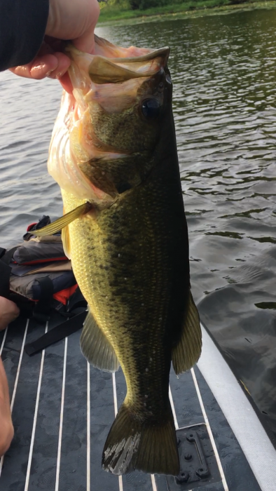 Photo of Bass Caught by Joshua with Mepps Comet TRU-V in Minnesota