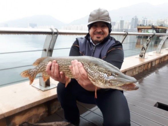 Photo of Pike Caught by Alireza with Mepps Syclops in Iran