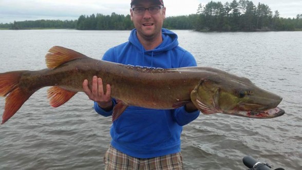 Photo of Musky Caught by Seth with Mepps Aglia Long in Wisconsin