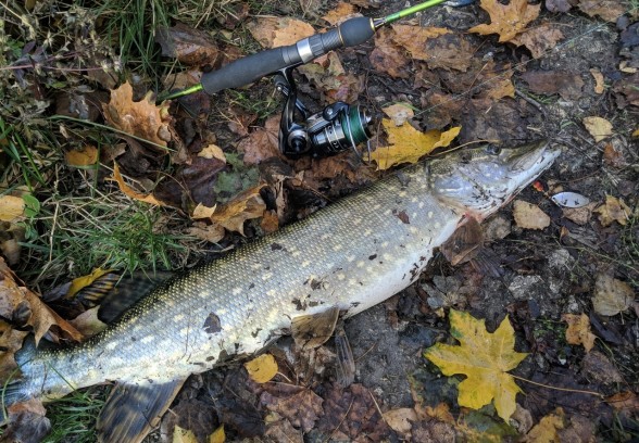 Photo of Pike Caught by Vitaliy with Mepps Aglia Long in Ukraine