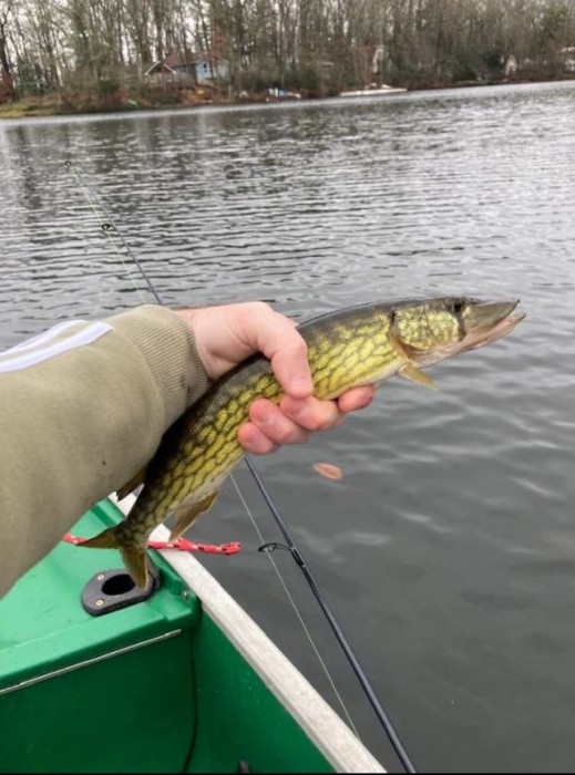 Photo of Pickerel Caught by Adam with Mepps Aglia BRITE in New Jersey