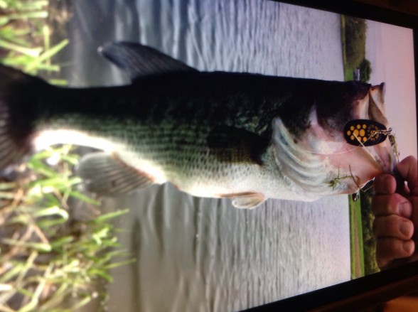 Photo of Bass Caught by William with Mepps Black Fury in Massachusetts