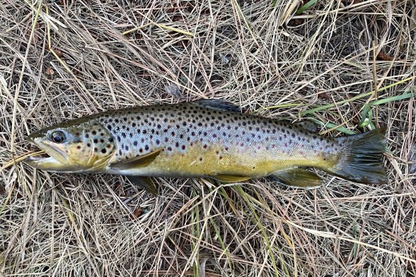 Photo of Trout Caught by Matt with Mepps Thunder Bug in South Dakota