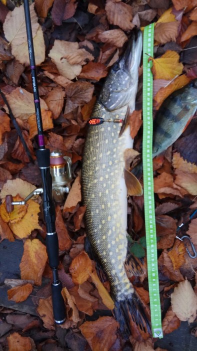 Photo of Pike Caught by Mikhailo with Mepps Black Fury in Ukraine