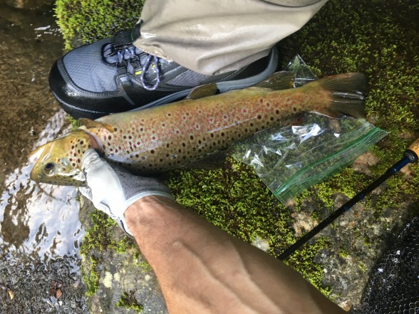 Photo of Trout Caught by Jack with Mepps Spin Flies in North Carolina