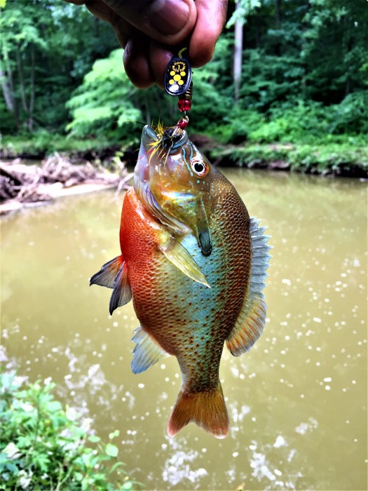 Photo of Redbreast Sunfish Caught by John R. with Mepps Black Fury in Maryland