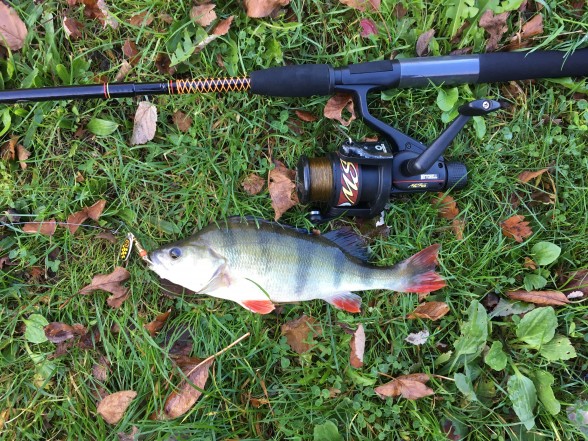 Photo of Perch Caught by Nick with Mepps Black Fury in United Kingdom