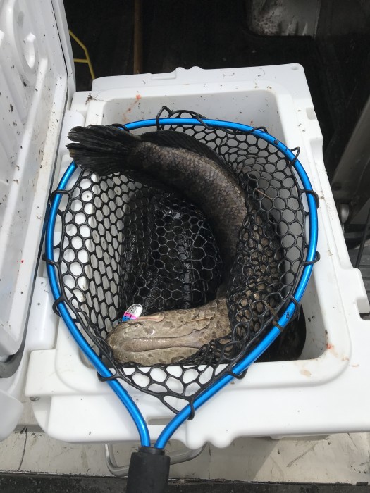 Photo of Snakehead Caught by John with Mepps Aglia & Dressed Aglia in Maryland