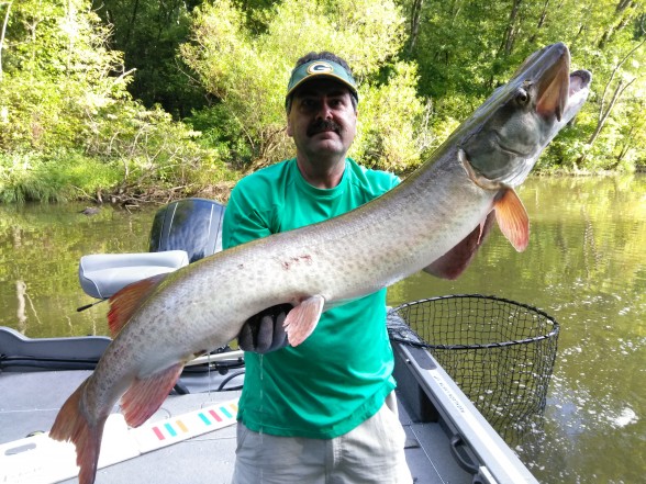 Photo of Musky Caught by Bruce with Mepps Double Blade Musky Flashabou in Kentucky