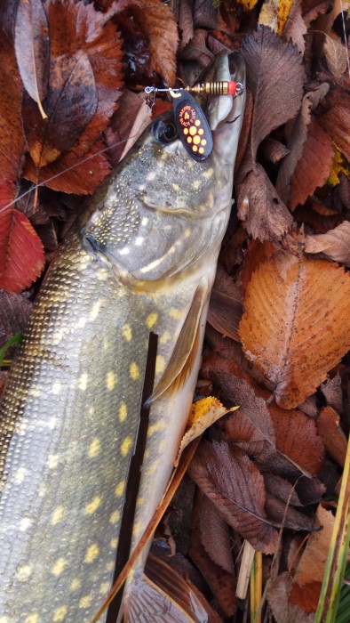Photo of Pike Caught by Mikhailo with Mepps Black Fury in Ukraine