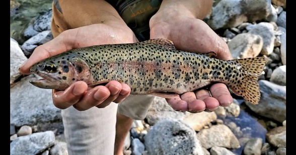 Photo of Trout Caught by Zane with Mepps XD in Utah