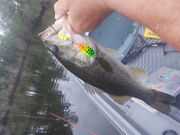 Photo of Bass Caught by Andy with Mepps Comet TRU-V in North Carolina