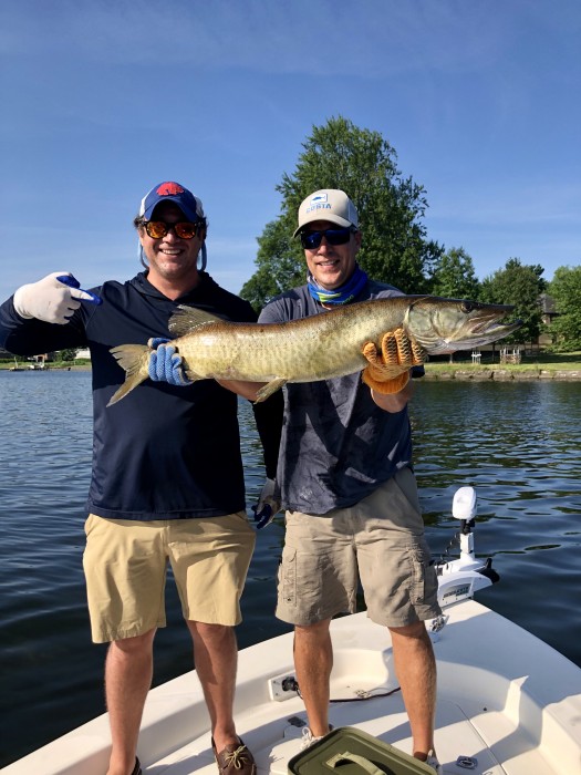 Photo of Musky Caught by Matt with Mepps Trolling Rig in New York