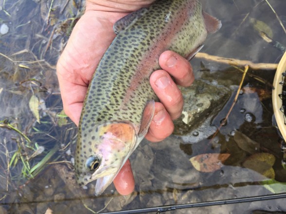 Photo of Trout Caught by Lou with Mepps Aglia Ultra Lites in Iowa