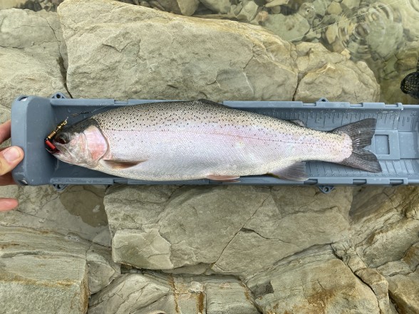 Photo of Trout Caught by Anton with Mepps Aglia & Dressed Aglia in United States