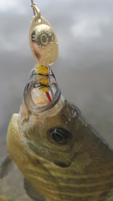 Photo of Bluegill Caught by Marc with Mepps Aglia Ultra Lites in Texas