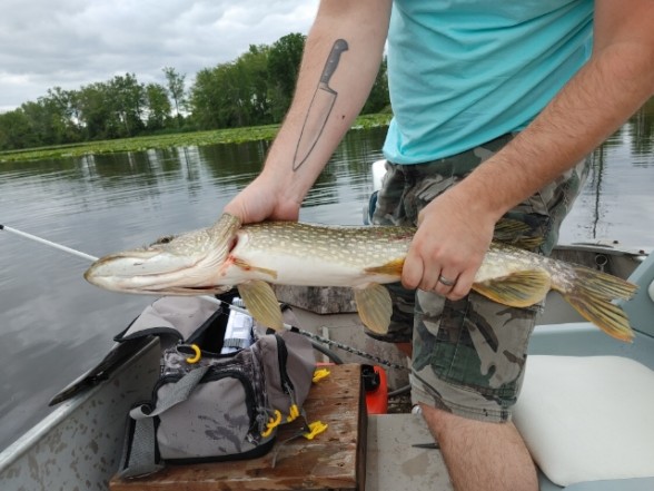 Photo of Pike Caught by Cody with Mepps Comet TRU-V in Ontario