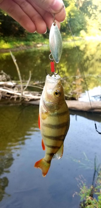Photo of Perch Caught by Vitalii with Mepps Aglia Long in Ukraine