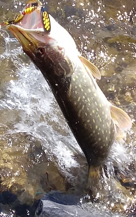 Photo of Pike Caught by Randy with Mepps Black Fury in New York