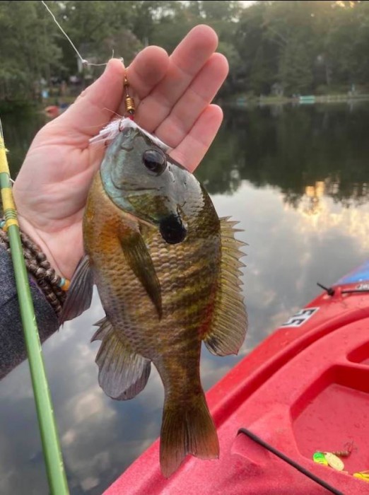 Photo of Bluegill Caught by Adam with Mepps Aglia & Dressed Aglia in New Jersey