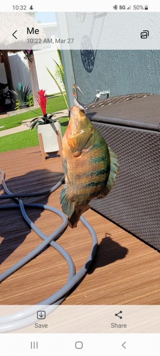 Photo of Mayan Cichlid Caught by Anderson with Mepps Giant Killer Mino in Florida