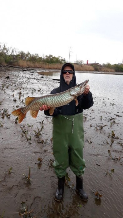 Photo of Tiger Muskie Caught by John with Mepps Aglia & Dressed Aglia in Pennsylvania