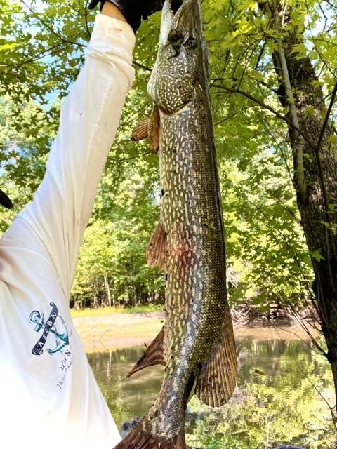 Photo of Pike Caught by Lee with Mepps Aglia & Dressed Aglia in New Jersey