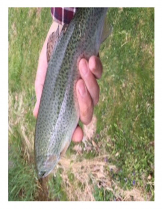 Photo of Trout Caught by James with Mepps Aglia & Dressed Aglia in West Virginia