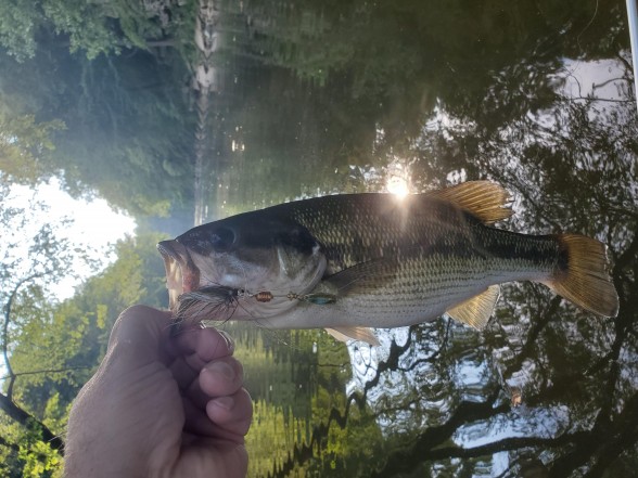 Photo of Bass Caught by Kenny with Mepps Aglia Streamer in Tennessee