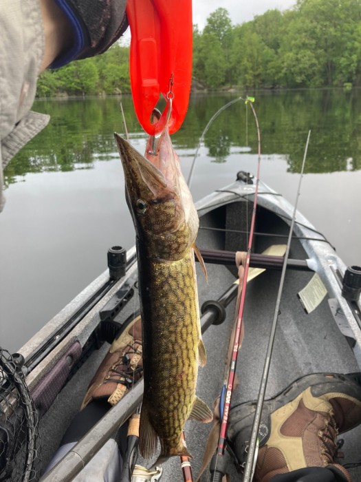 Photo of Pickerel Caught by James with Mepps Syclops in New York