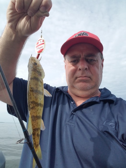 Photo of Perch Caught by Ross with Mepps Aglia & Dressed Aglia in Minnesota