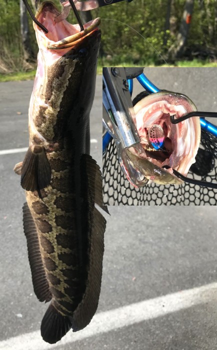 Photo of Snakehead Caught by John with Mepps Aglia & Dressed Aglia in Maryland