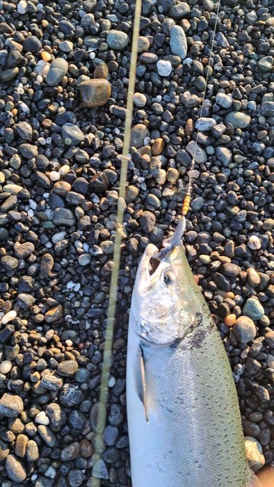Photo of Salmon Caught by Will with Mepps Giant Killer Mino in Washington