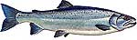 150-44-salmon