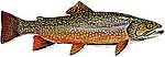 150-52-brook-trout