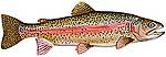 150-52-rainbow-trout