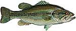 150-62-largemouth-bass